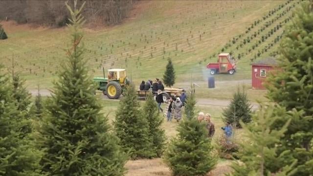 Maryland Family-Owned Tree Farm 