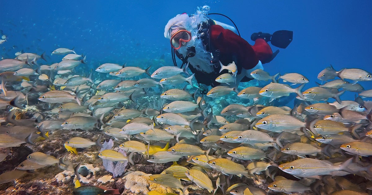 Santa Claus spotted diving off Key Largo to spread Christmas cheer to marine life and scuba divers Santa Claus spotted diving off Key Largo to spread Christmas cheer to marine life and scuba divers