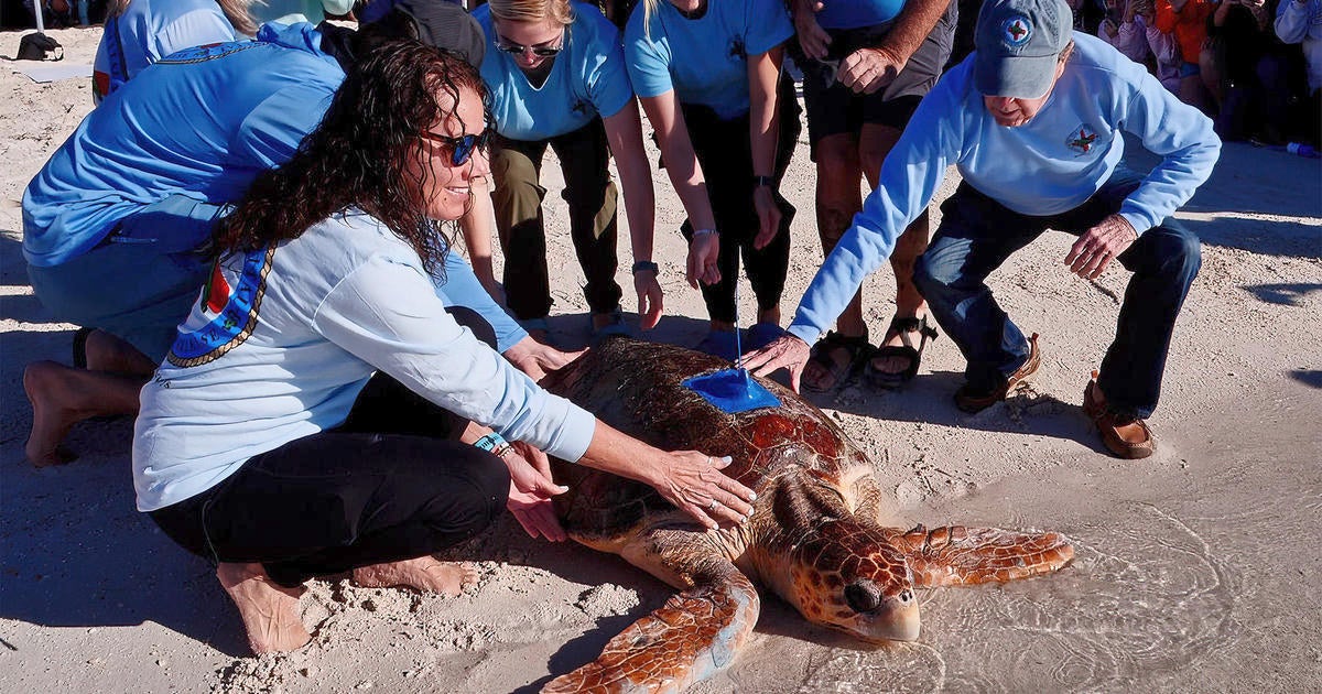 “Harlow,” Instagram-famous loggerhead sea turtle, rehabilitated and released off Florida Keys