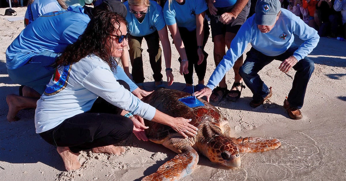 “Harlow,” Instagram-famous loggerhead sea turtle, rehabilitated and released off Florida Keys “Harlow,” Instagram-famous loggerhead sea turtle, rehabilitated and released off Florida Keys
