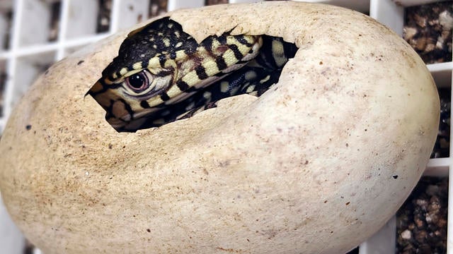 California Zoo Lizard Hatchlings 