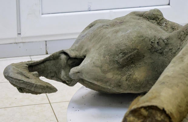 Remains of a well-preserved baby mammoth discovered in Siberian permafrost 