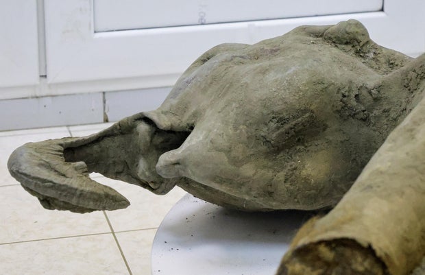 Remains of a well-preserved baby mammoth discovered in Siberian permafrost