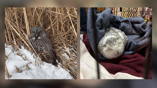 snowy-owl-rescued-from-car-grille-by-minnesota-woman.jpg 