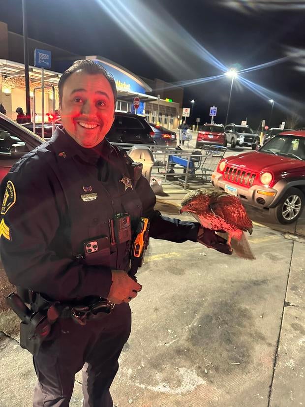 round-lake-beach-hawk-rescue.jpg 