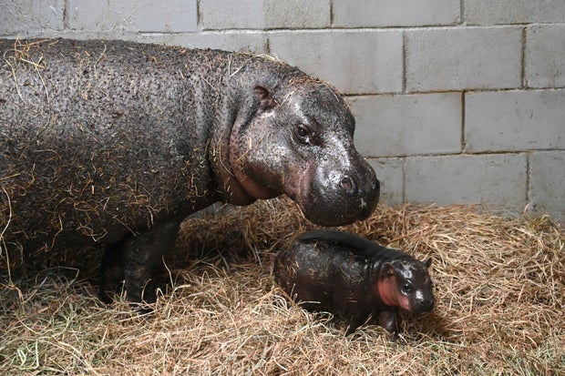 Virginia Baby Hippo
