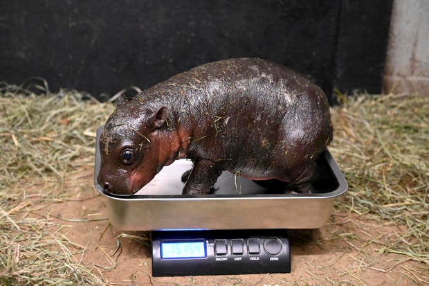 Virginia Baby Hippo 