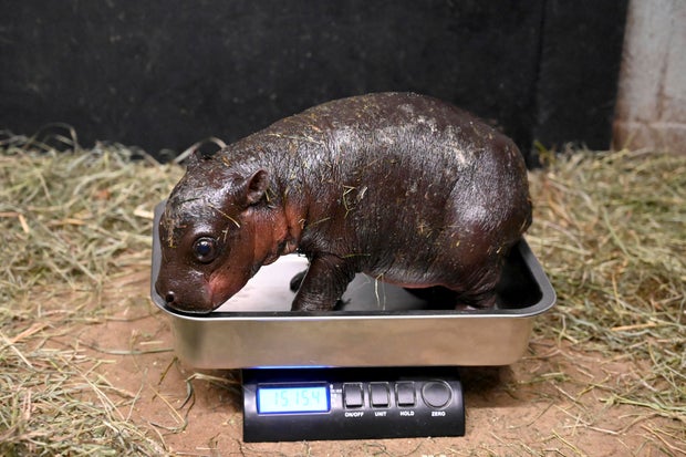 Virginia Baby Hippo