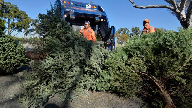 Christmas Tree Disposal 