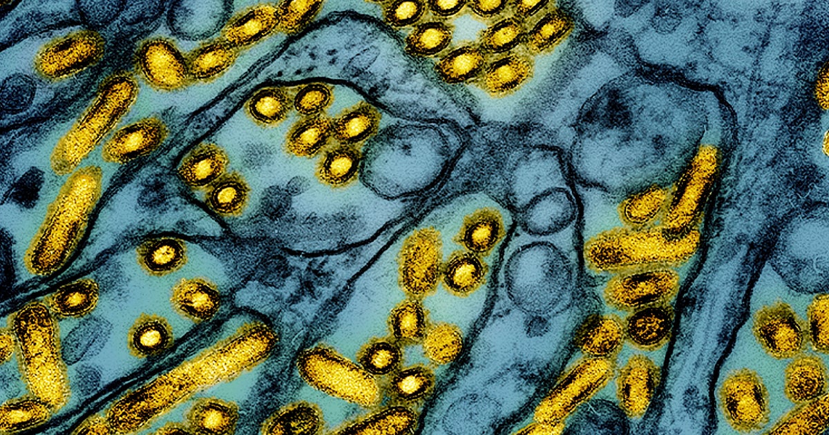 NYC Cats Test Positive for Bird Flu: Urgent Warning for Pet Owners