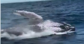 Video captures humpback whale explosively breaching water off Key Biscayne Video captures humpback whale explosively breaching water off Key Biscayne