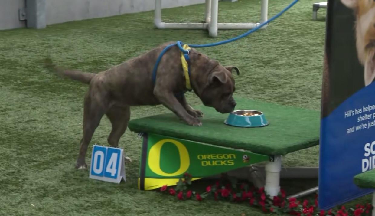 Pasadena shelter dogs predict Rose Bowl winner with a sniff and taste