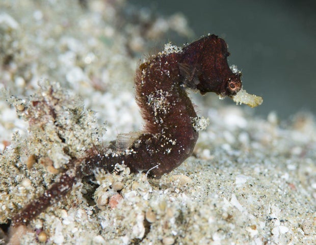 richard-smith-cylix-nkosi-02-1200x930.jpg