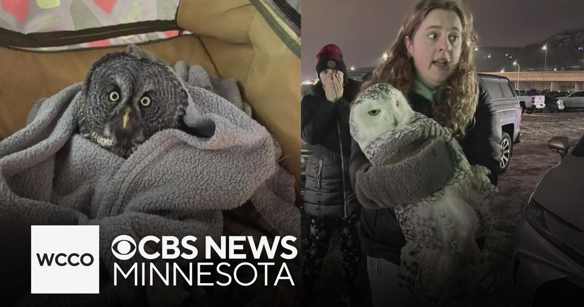 Minnesota woman saves two owls on two separate occasions