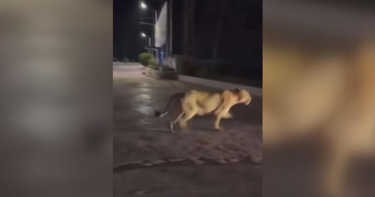 A fake video claiming there are lions on the loose in Detroit is causing a stir on social media