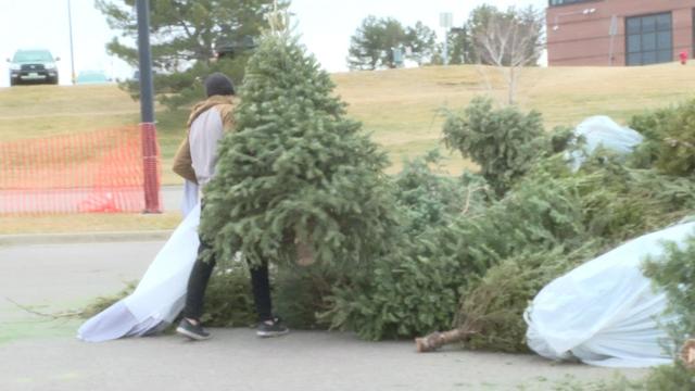 Christmas tree recycling Colorado 