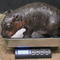 Online poll will decide name of Virginia zoo's newest baby pygmy hippo