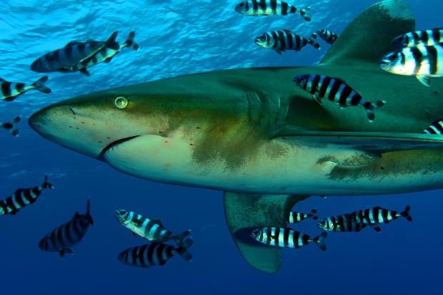 Anadolu captures sharks in the Red Sea 