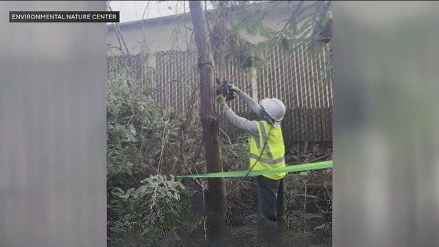 newport-beach-tree-cutting.png 