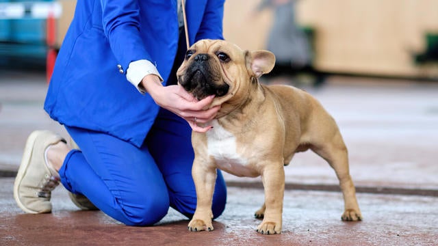 Handler demonstrates French bulldog stance in ring at dog show 