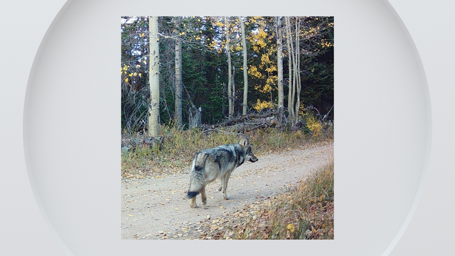 gray-wolf-from-copper-creek-pack.png 