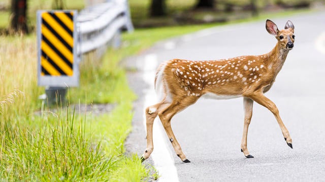 Wild whitetail deer fawn crossing the road in Pennsylvania, Poconos, USA. 