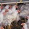 U.S. officials walk back plans to stop culling poultry for bird flu