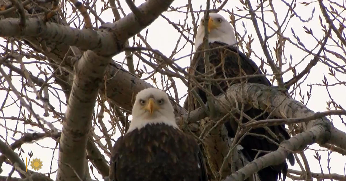 Nature: Bald Eagles in South Dakota