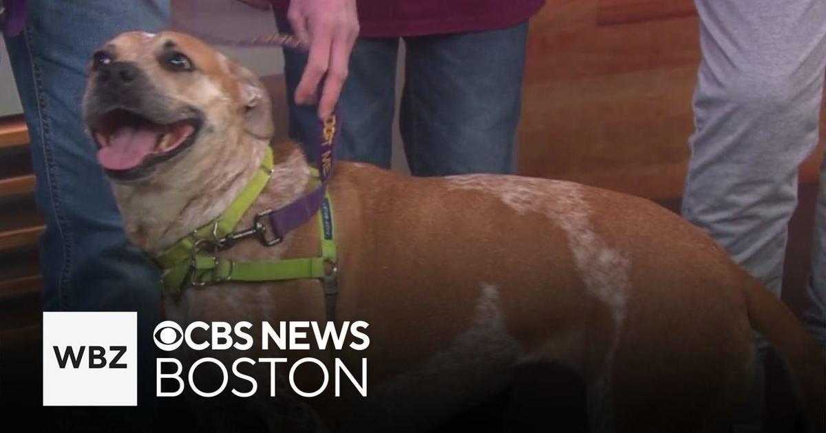 Dog rescued from Puerto Rico and put up for adoption at the Massachusetts shelter