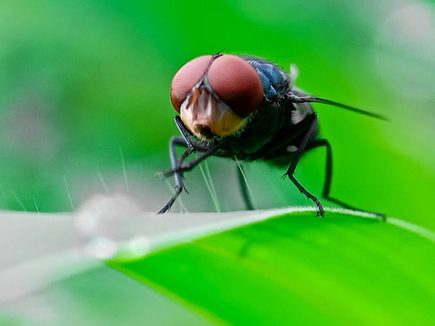 Cochliomyia hominivorax, the New World screw-worm fly, or screw-worm for short, is a species of parasitic fly that is well known for the way in which its larvae (maggots) eat the living tissue. 