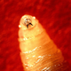 What to know about screwworm after human case confirmed in U.S. 