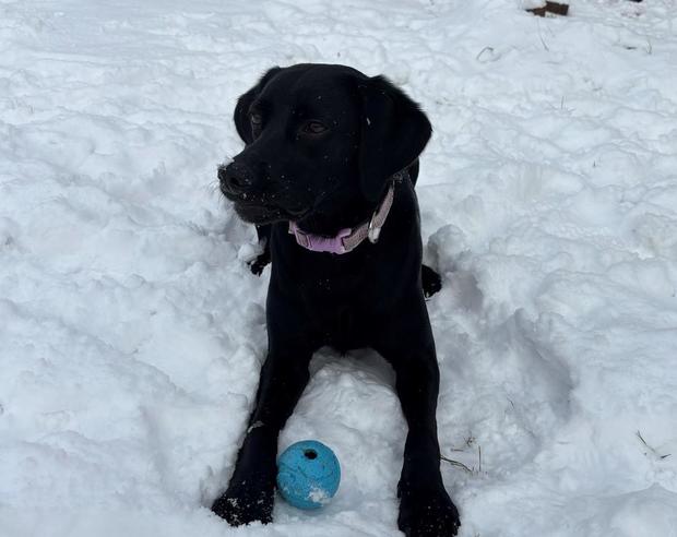 pixie-in-the-snow.jpg 