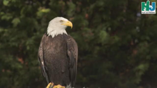 Bald eagle and osprey removed from New Jersey's endangered species list 