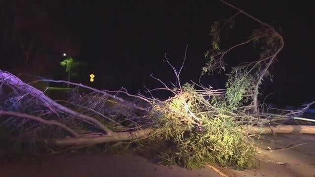 Highway 13 fallen tree Oakland 