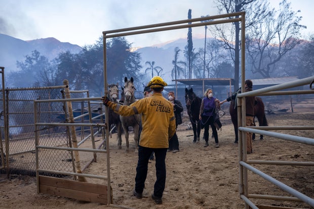 Fire in California with animals affected