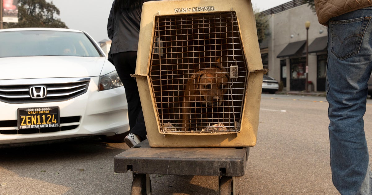 Los Angeles pets evacuated into overwhelmed shelters as Southern California wildfires rage Los Angeles pets evacuated into overwhelmed shelters as Southern California wildfires rage