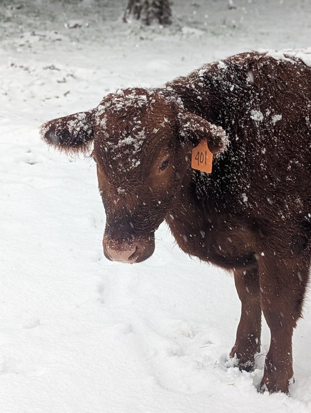 snow-day-in-north-texas-20.jpg