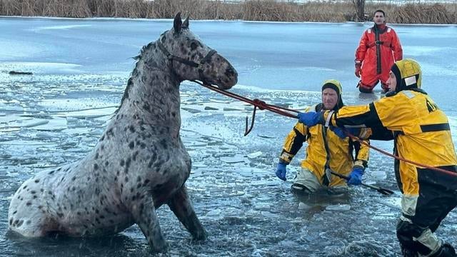 horse-rescue-loveland-fire-9.jpg 