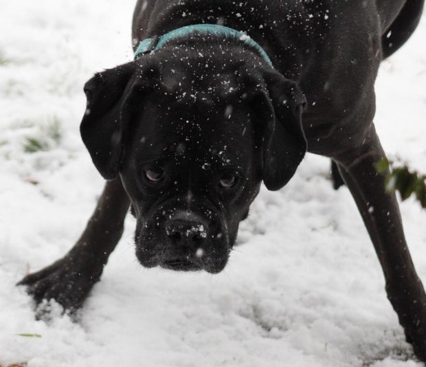 snow-day-in-north-texas-34.jpg
