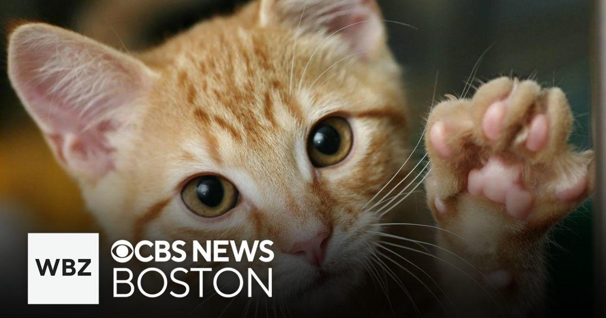 Declawing cats is now banned in Massachusetts