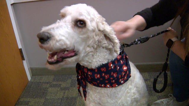 5p-pkg-pet-friendly-shelter-wcco6v2u-00-01-4123.jpg