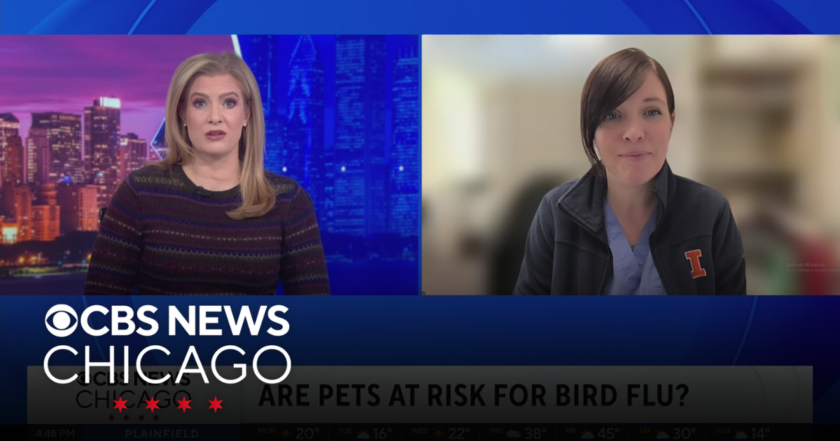 Protecting your pets from bird flu - CBS Chicago