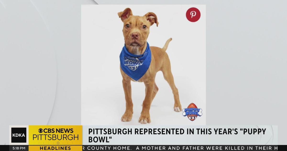 Puppy Bowl XXI to Feature 142 Adoptable Dogs