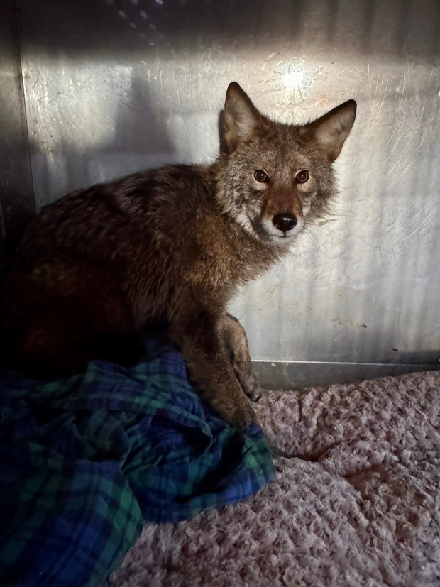 coyote-in-store.png 