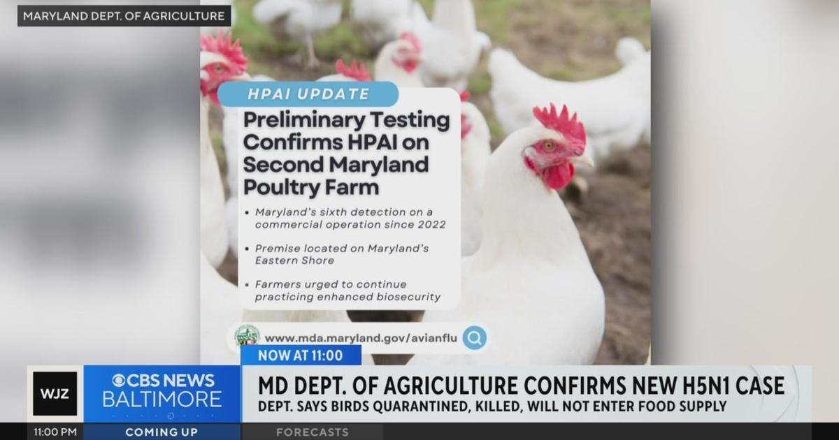 Maryland’s second H5N1 bird flu detected on poultry farm