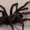 Larger, more venomous version of one of world's deadliest spiders discovered