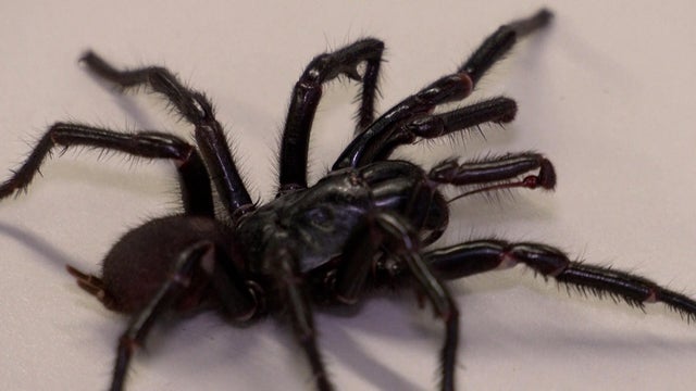 spider.jpg 