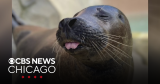 Flamingo and seal die of bird flu at Chicago