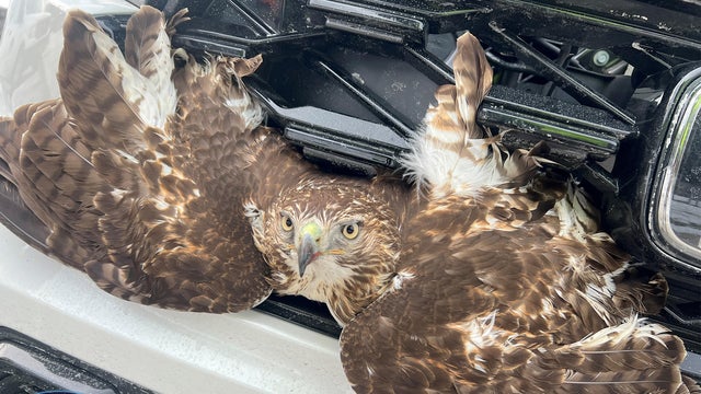 hawk-car.jpg