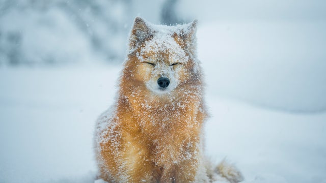 Dog with eyes closed sitting on snow 